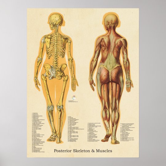 Muscle Skeleton Skeletal Anatomy Chart Female