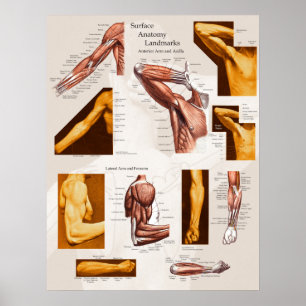 Muscle Surface Anatomy Poster Arm & Shoulder