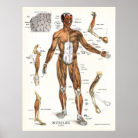 Muscles Anatomy Anatomical Chart