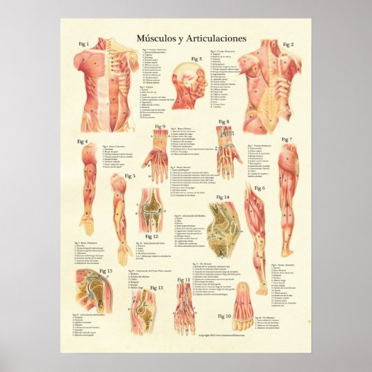 Muscles Anatomy Músculos Anatomia Spanish Chart Zazzle.co.uk