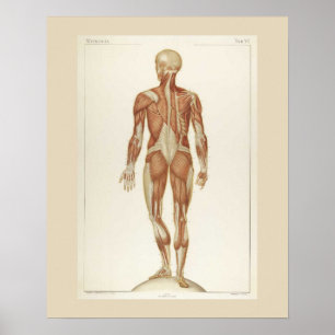 Muscles Anatomy Posterior Poster
