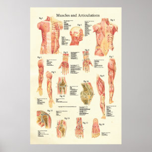 Muscles and Articulations Human Anatomy Poster