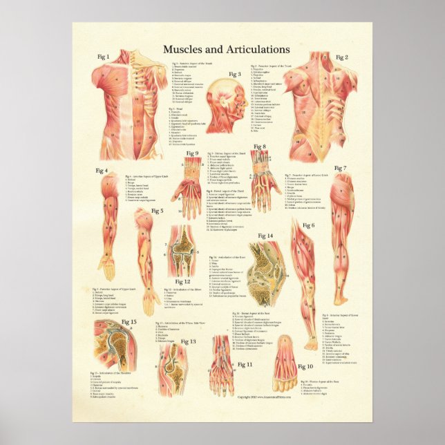 Muscles and Articulations Human Anatomy Poster (Front)