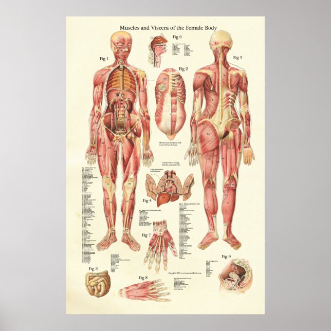 Muscles and Viscera of the Female Anatomy Poster (Front)