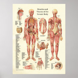 Human Anatomy Lower Abdomen Female - Appendix Diagram High Resolution