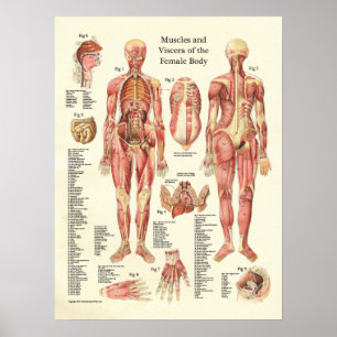 Muscles and Viscera of the Female Anatomy Poster