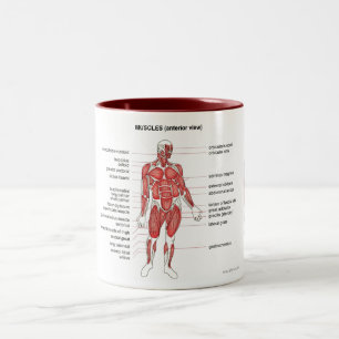 Muscles (anterior view) notes and coffee Two-Tone coffee mug