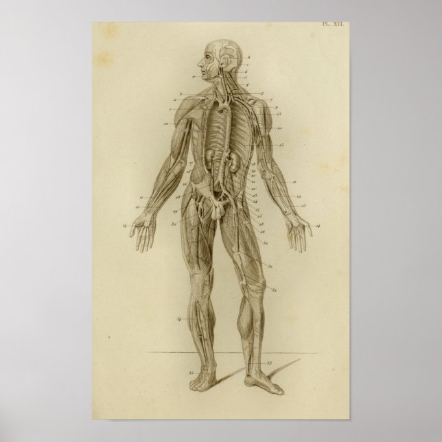Muscles Arteries Anatomy Print Vintage (Front)
