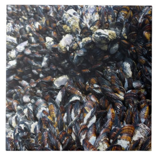 Muscles & Barnacles at Bob Creek, OR Tile