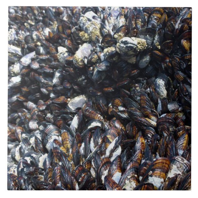 Muscles & Barnacles at Bob Creek, OR Tile (Front)