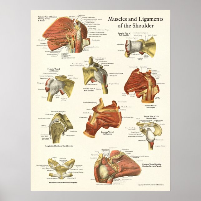 Muscles & Ligaments Shoulder Anatomy Poster (Front)
