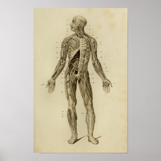 Muscles Nerves Anatomy Print Vintage (Front)