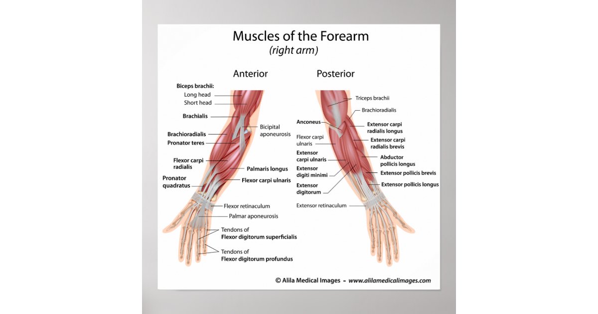 Muscles of forearm anterior and posterior view poster Zazzle