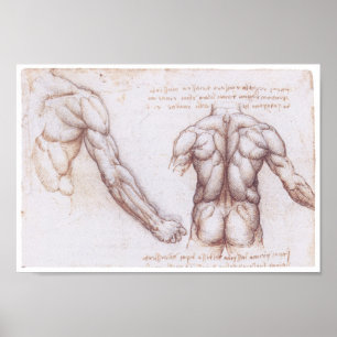 Muscles of the Back, Leonardo da Vinci Poster