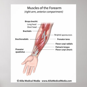 Muscles of the forearm, labelled diagram. poster