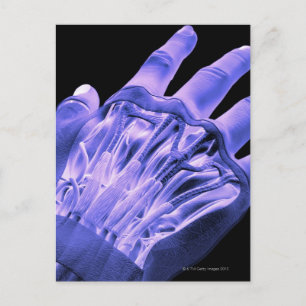 Muscles of the Hand Postcard