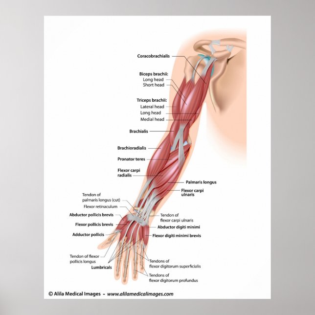 Muscles of the whole arm, labelled drawing. poster (Front)