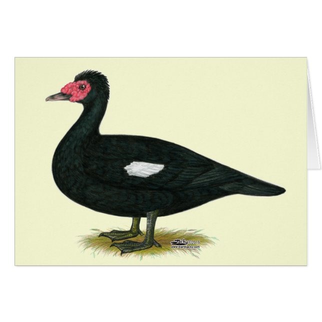 Muscovy Black Drake (Front Horizontal)