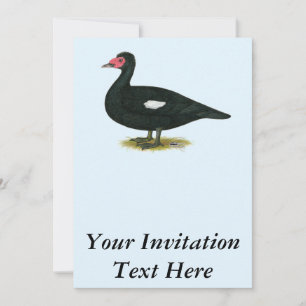Muscovy Black Drake Invitation