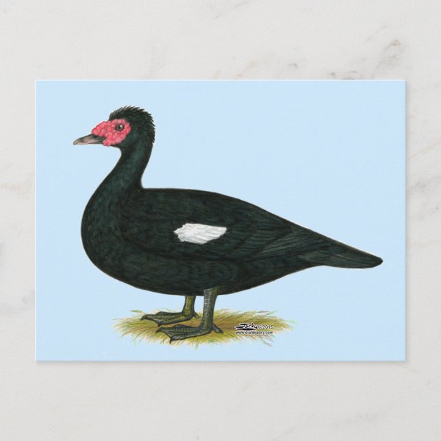 Muscovy Black Drake Postcard (Front)