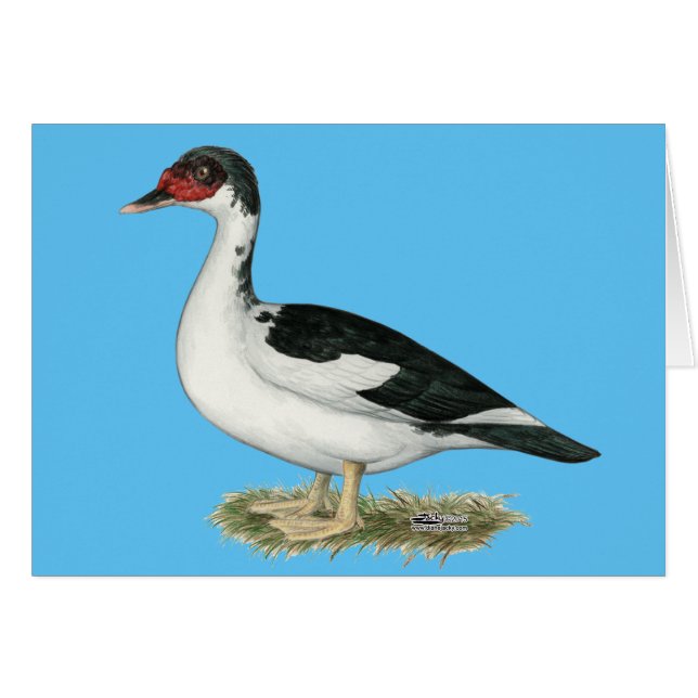Muscovy Black Pied Duck (Front Horizontal)
