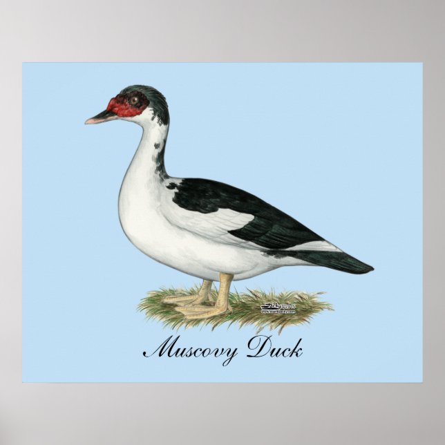Muscovy Black Pied Duck Poster (Front)