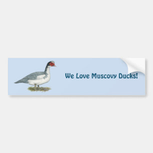 Muscovy Blue Pied Drake Bumper Sticker