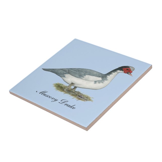Muscovy Blue Pied Drake Tile (Side)