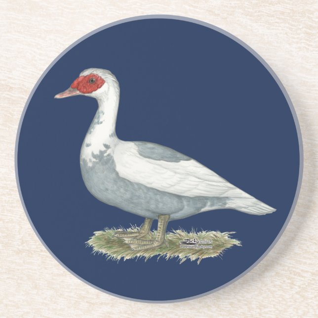 Muscovy Blue Pied Duck Coaster (Front)