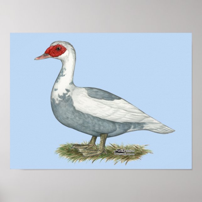 Muscovy Blue Pied Duck Poster (Front)