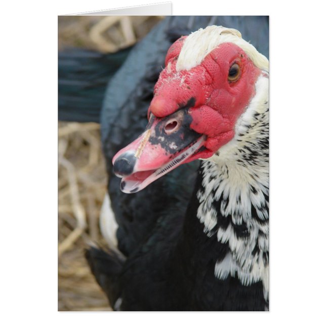 Muscovy Drake (Front)