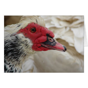 Muscovy Drake