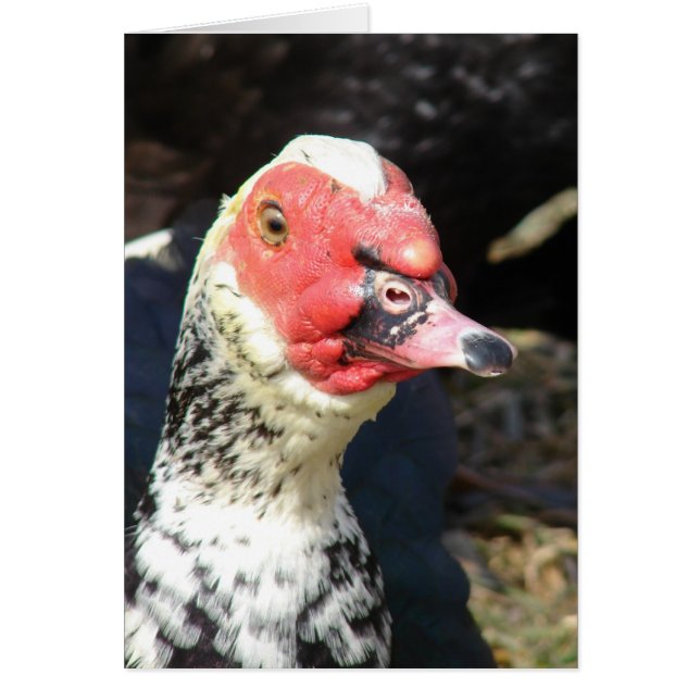 Muscovy Drake (Front)