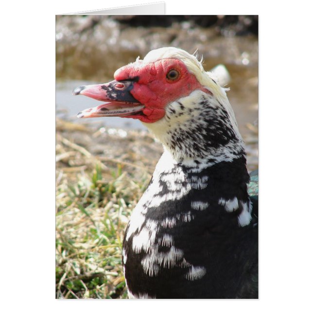 Muscovy Drake (Front)