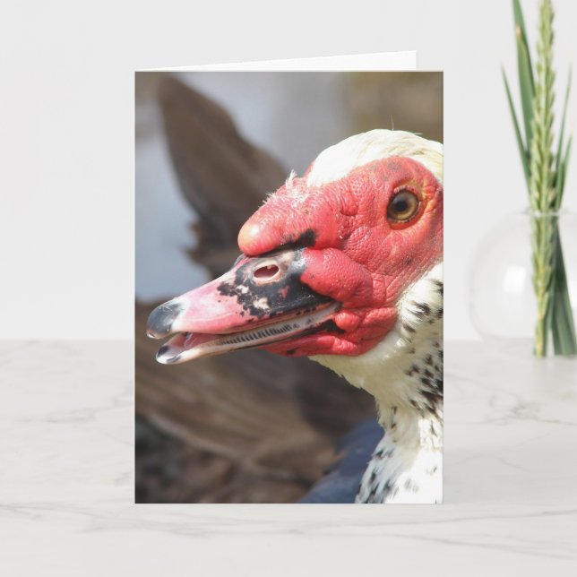 Muscovy Drake Card (Front)