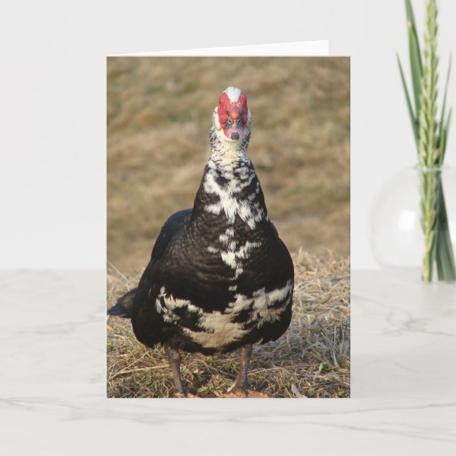 Muscovy Drake Card (Front)
