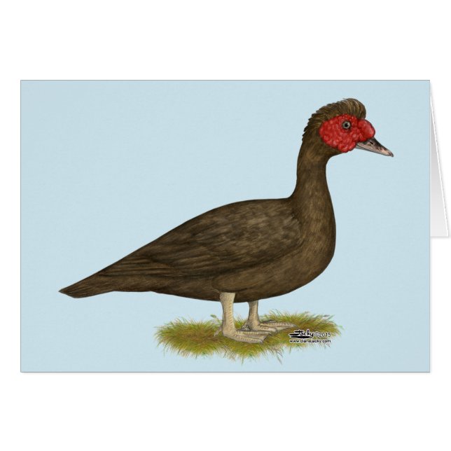 Muscovy Drake Chocolate (Front Horizontal)