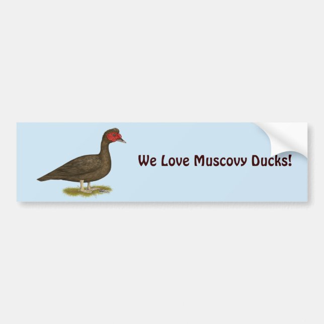 Muscovy Drake Chocolate Bumper Sticker (Front)