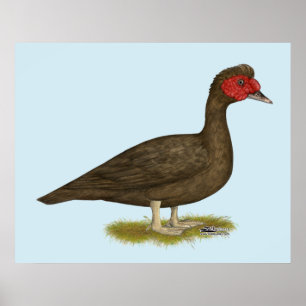 Muscovy Drake Chocolate Poster