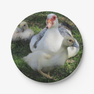 Muscovy Duck And Ducklings Paper Plate