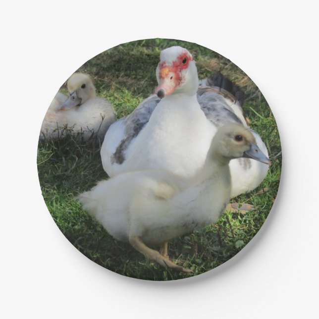 Muscovy Duck And Ducklings Paper Plate (Front)