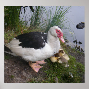 Muscovy Duck And Ducklings Poster