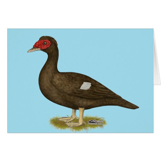 Muscovy Duck Chocolate (Front Horizontal)