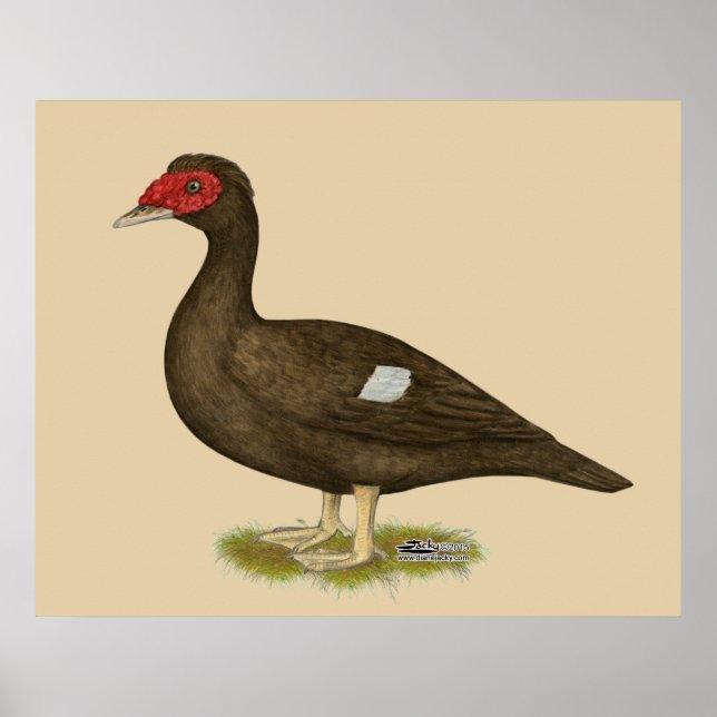 Muscovy Duck Chocolate Poster (Front)