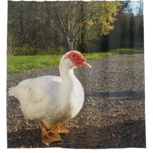 Muscovy Duck Drake Shower Curtain