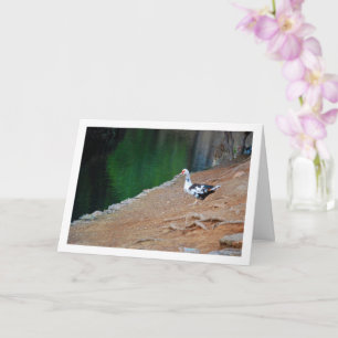 Muscovy duck, Lake Portrait Card