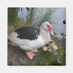 Muscovy Duck Mother with Ducklings Magnet