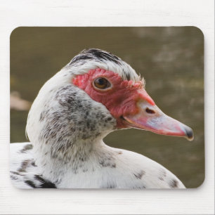 Muscovy Duck Mousepad