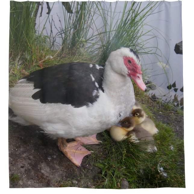 Muscovy Duck Mum and Ducklings Shower Curtain (Front)