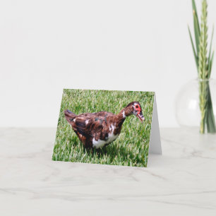 Muscovy Duck Photo Folded Note Card